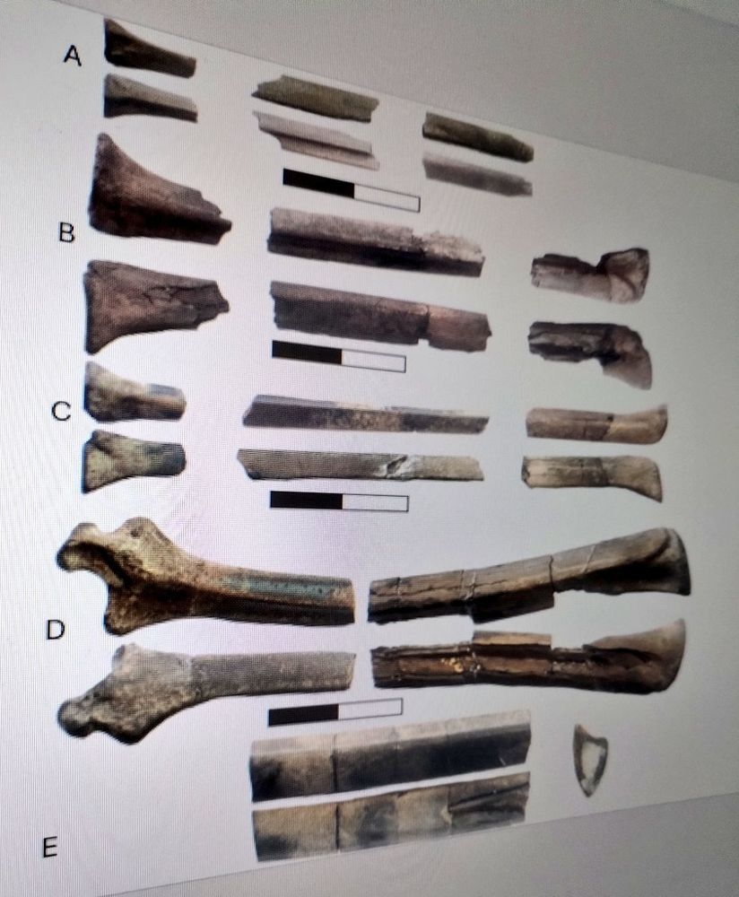 Wing bones 