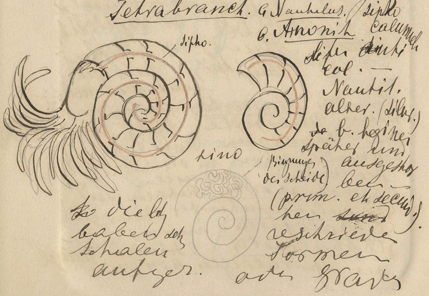 Ammonite anatomical drawings