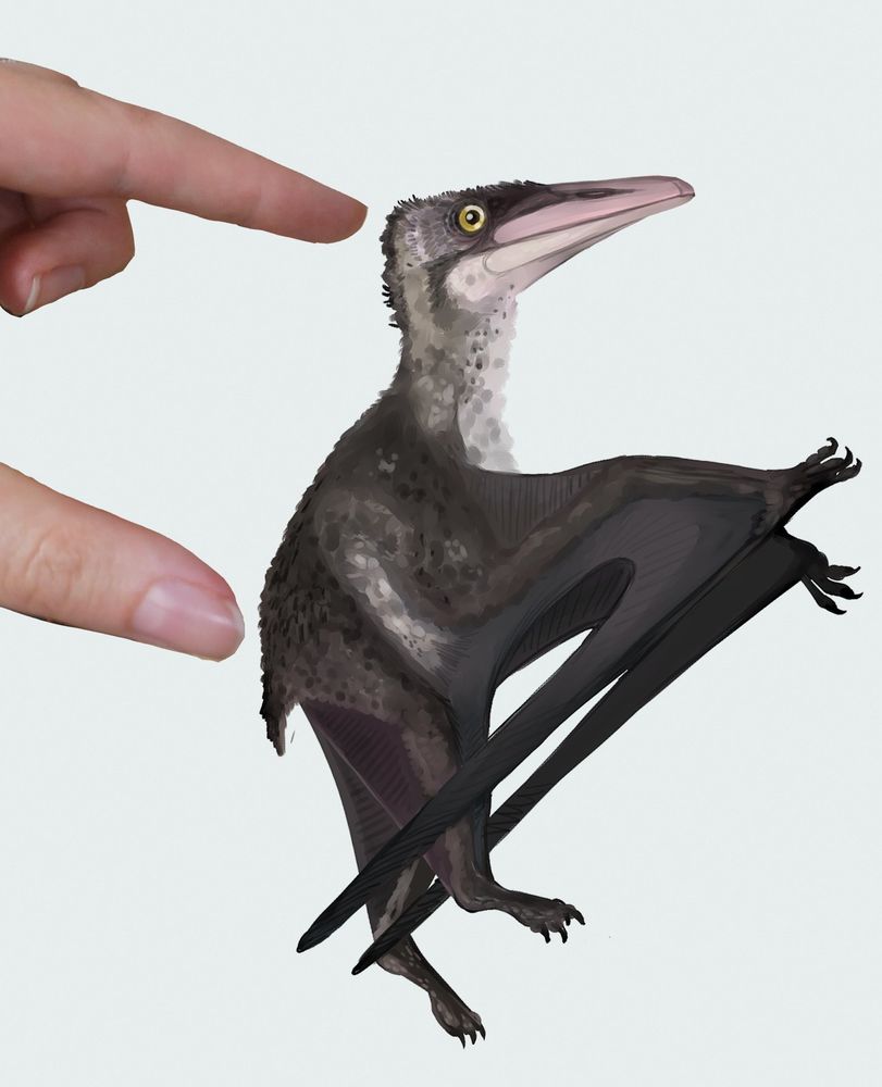 Grey reconstruction of the animal, held between two fingers