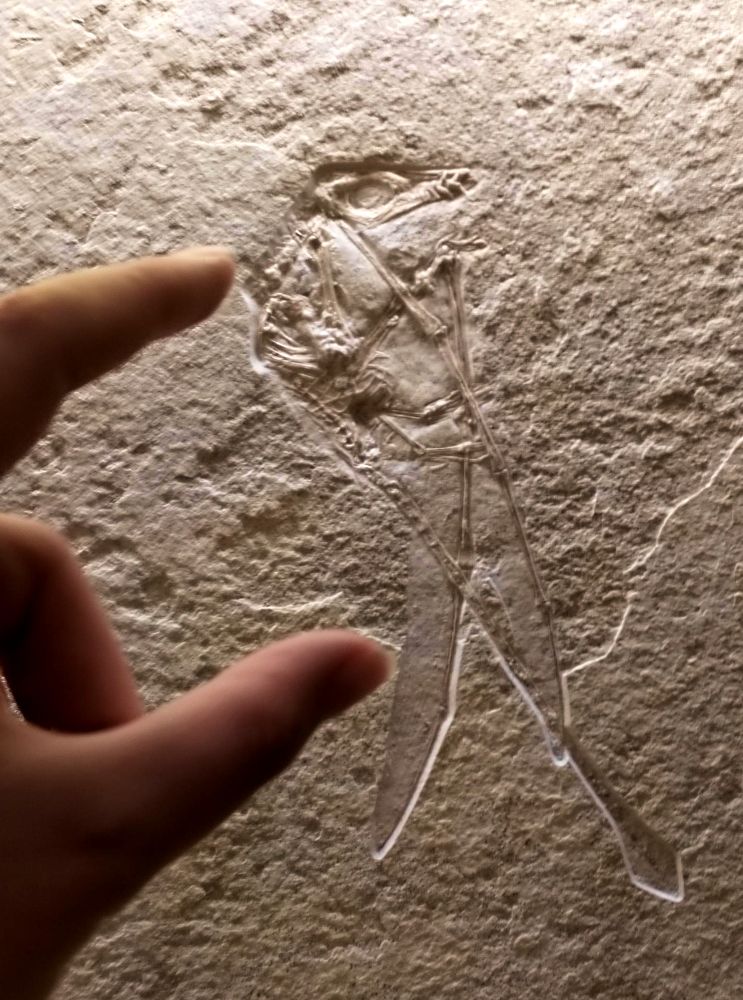 A fossil of rhamphorhynchus
