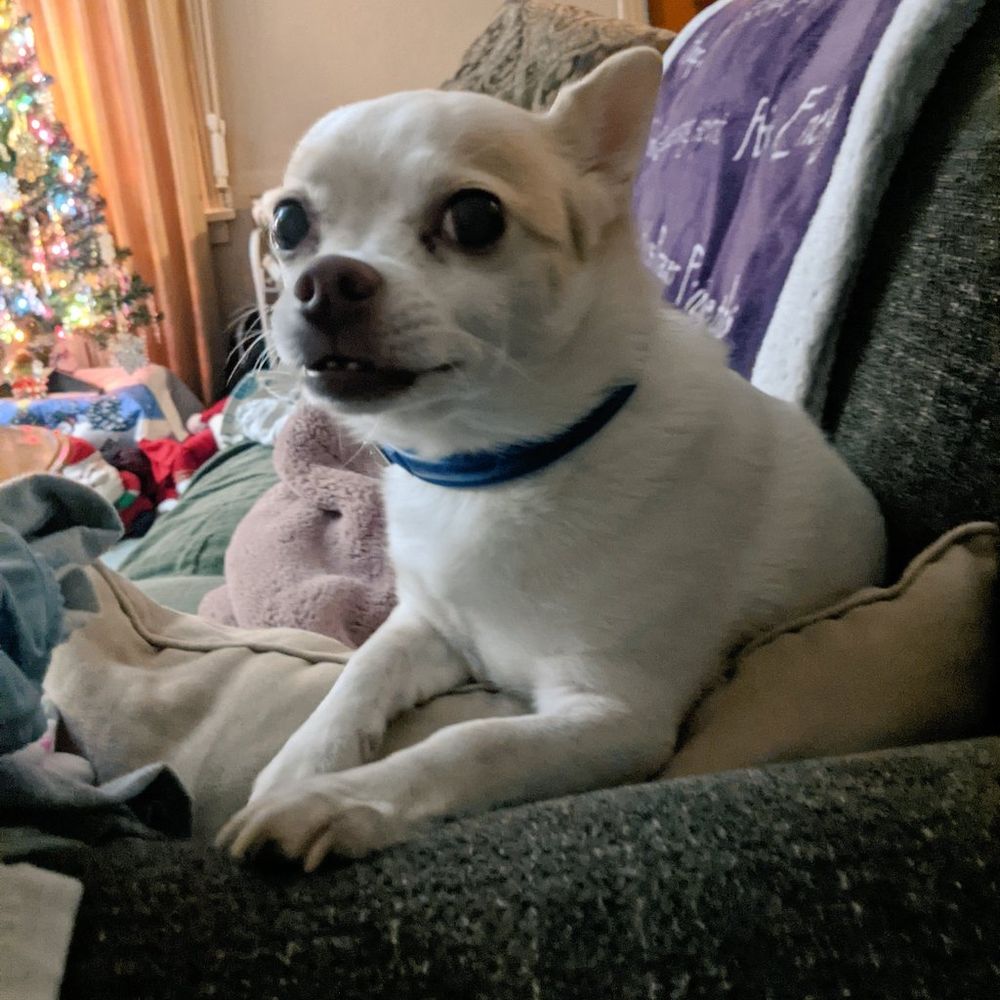 My white pomchi Perry sitting on the end of the couch in a blue collar.