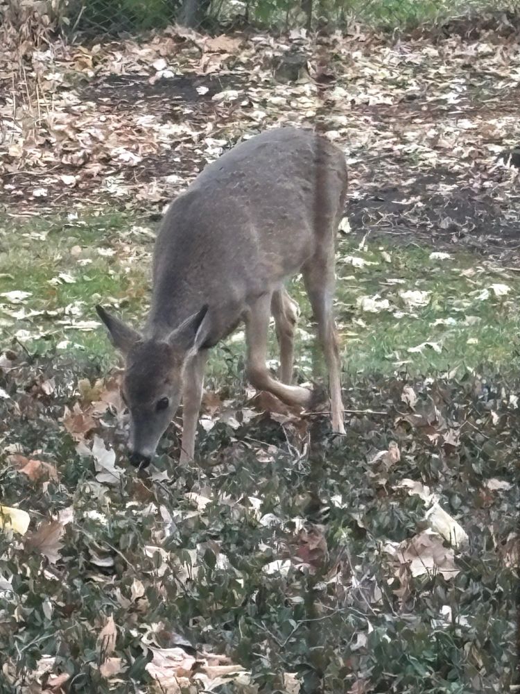 photo of a deer that winter thought was a squirrel