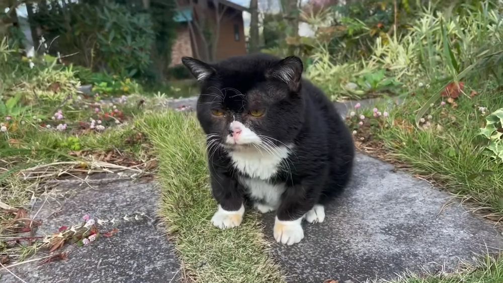 Monta, a beautifully round and stocky cat whose dignity is a model for all.
