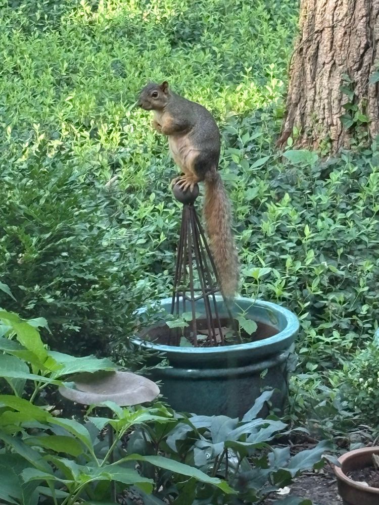 squirrel perching atop a small topiary cage. squirrel was doing that for like 5 minutes straight.
