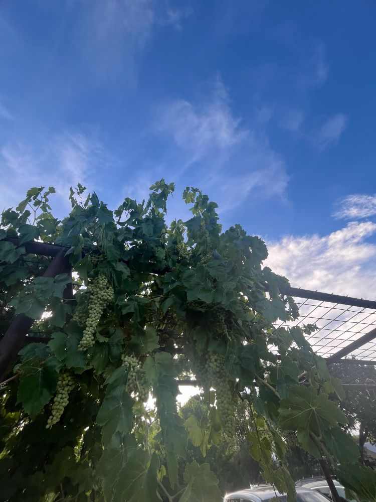 Up shot of grapes on the vine with a blue clouded sky. 