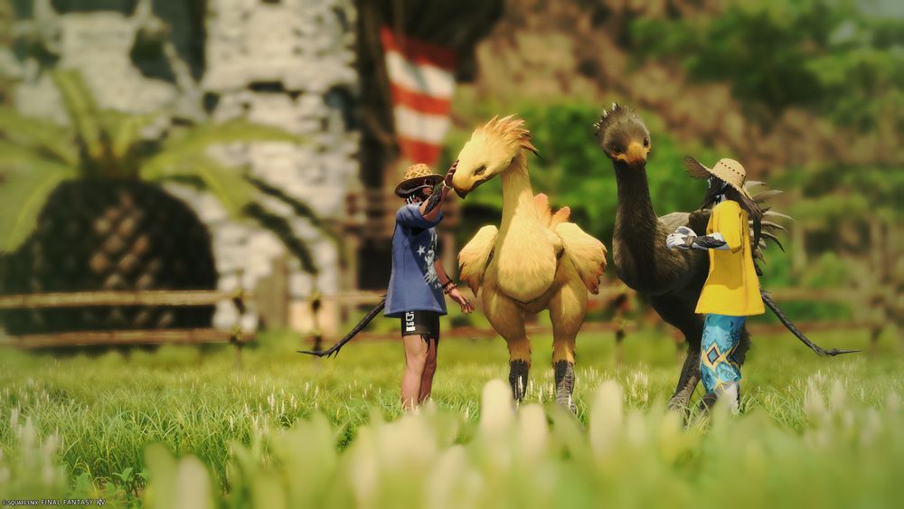 Two au'ra xaela men standing in a grassy farm field with two chocobos.
The one to the left is wearing a brown woven hat, blue shirt, and black shorts. He's smiling and petting the head of a yellow chocobo who has inclined its head towards him and closed its eyes.
The one to the right is wearing a wide brimmed woven sun hat, yellow shirt, and long blue shorts. He's reaching with both his hands towards a black chocobo that's watching him calmly.