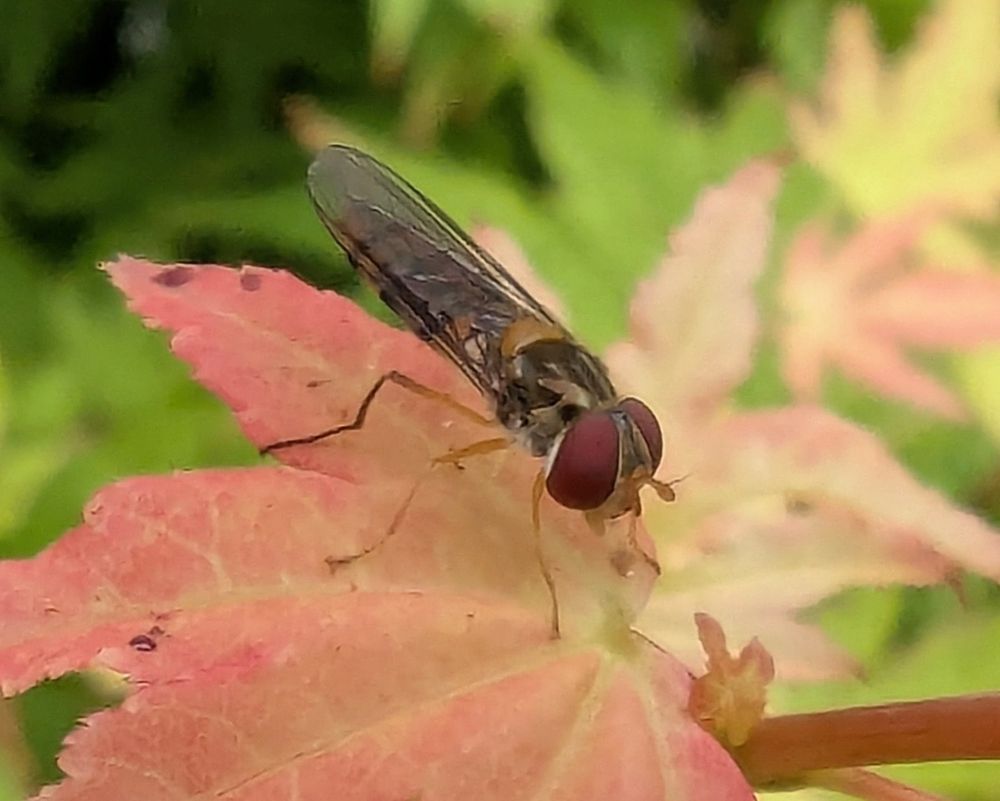 A cropped photo of what I think is a marmalade hoverfly (Episyrphus balteatus), at least, Google Lens seems to think so. I've always pictured them as having wider abdomens. I need a dipterist to confirm! 😁