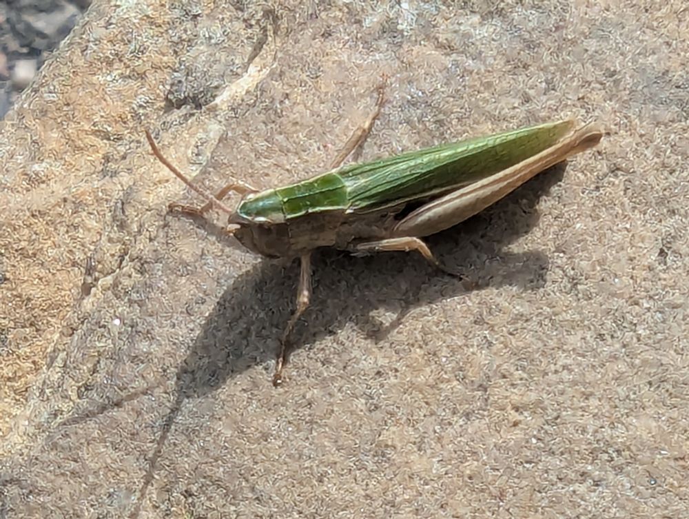 A close-up of the lesser marsh grasshopper (according to Google Lens) that I found on my doorstep this morning. Its body is predominantly green, and its legs and antenna are light brown.