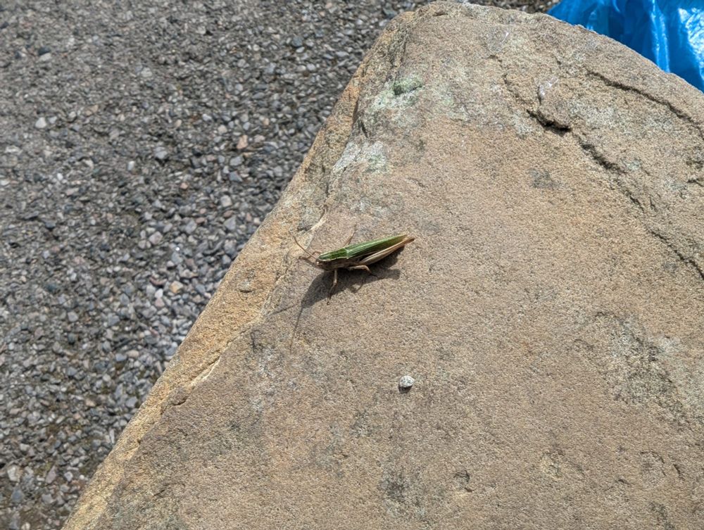 The same grasshopper, but from further away, showing more of the sandstorm doorstep.