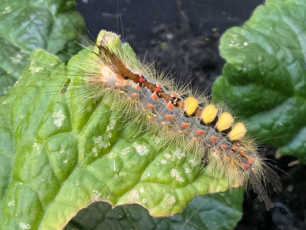 A hairy and colourful caterpillar (approx. 3cm long) on the leaf of a primula I have growing in a planter. I think it fell from a large sapling I disturbed nearly. Google Lens says it's the caterpillar of the rusty tussock moth, also known as the vapourer (Orgyia antiqua) 🧐