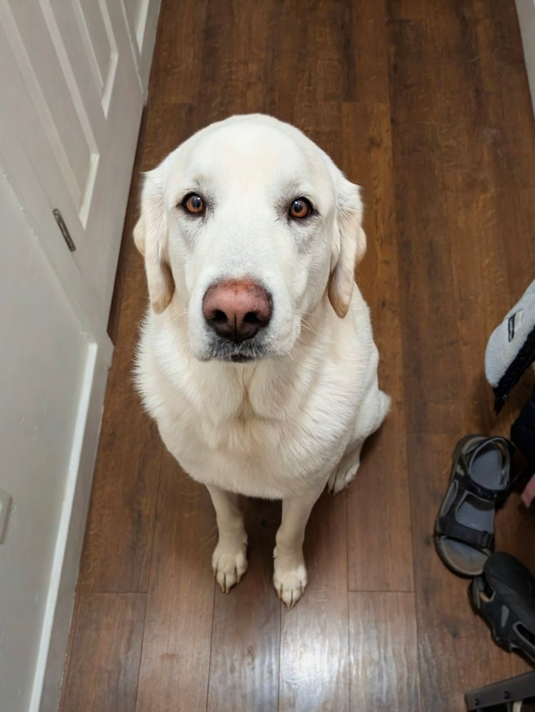 The most innocent doggy face