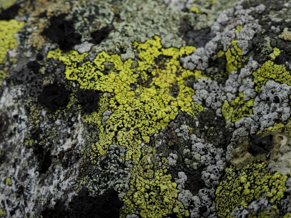Photo of dense yellow and black lichen on rock, surrounded by other light and dark lichens. 