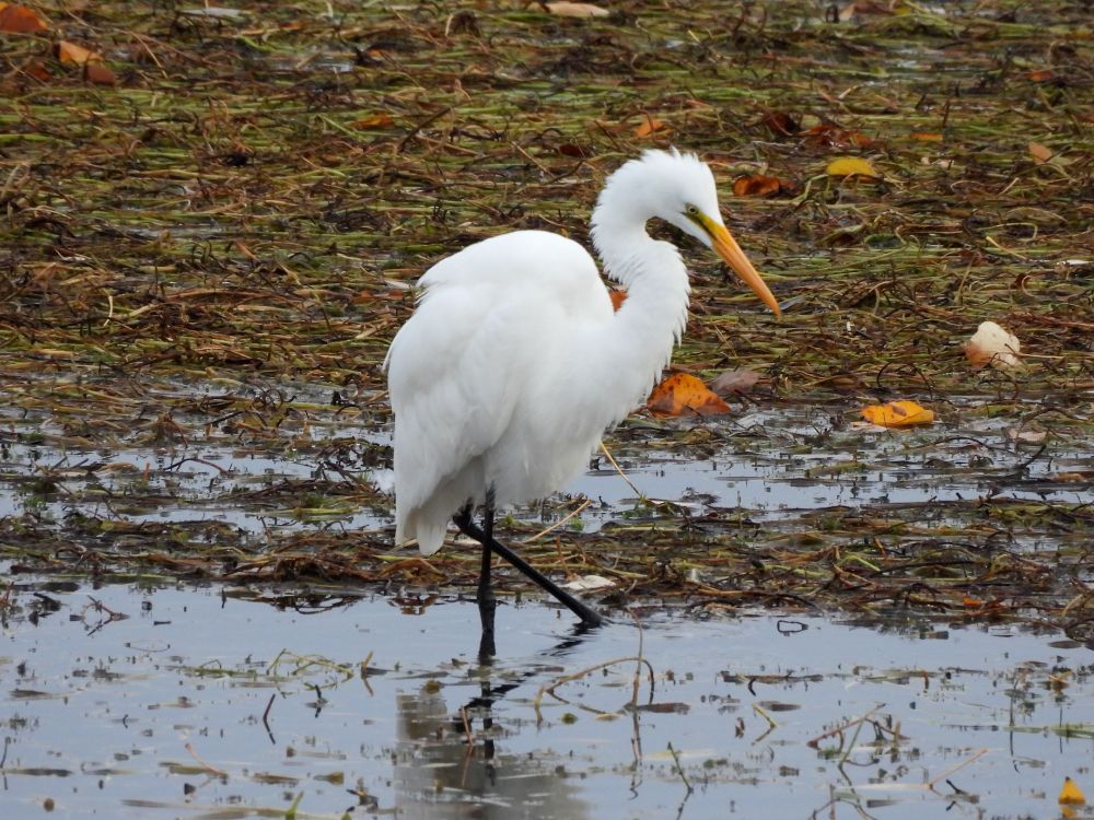 Photo of great egret with feathers floofed out, somewhat compact look, S shape to neck, orange bill, dark legs crossed for walking. In shallow water at edge of muddy mass. 