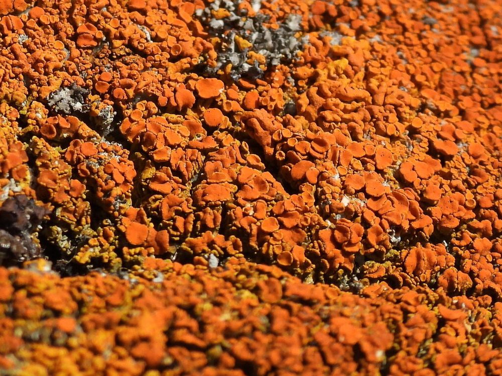 Photo of large mat of an orange sunburst lichen (Rusavskia elegans) showing heavy lobes and circular apothecia 