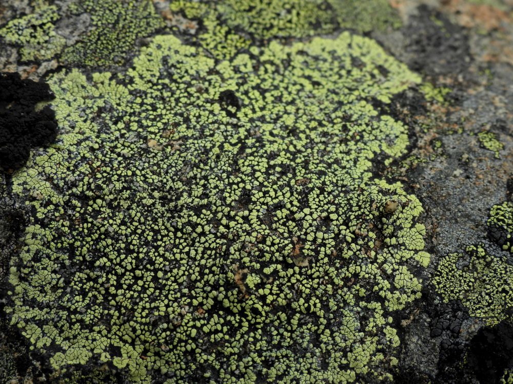 Photo of large colony of Rhizocarpon lichen, with pale yellow and black dots, on gray rock. 