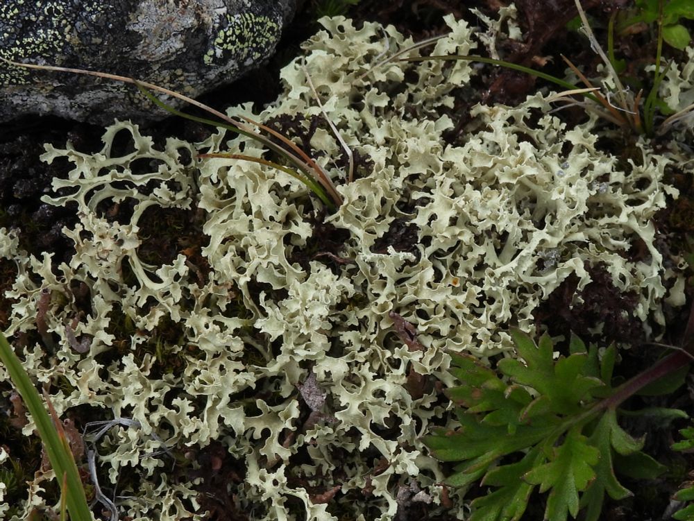 Photo of cylindrical leafy lichen, pale (mixed with some crinkly leafy lobes of the other species), and a few scattered plants and rocks. 