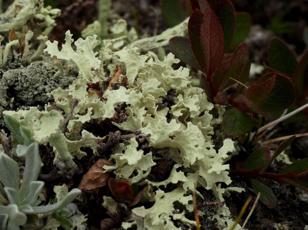 Photo of pale crinkly leaf-like lichen loves with some scattered podetia from cladonia lichens and small leaves. 
