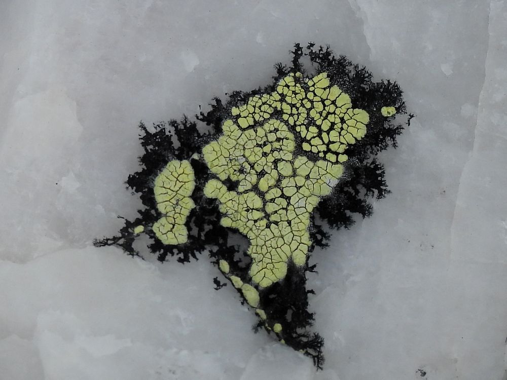 Small patch of rhizocarpon lichen colony on whitish quartz, with yellow and black spots, and dark lines stretching out in river-like lines on the quartz. Roughly the shape of India? Antarctica? A reverse of the Horn of Africa? 