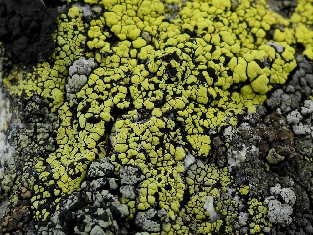 Close Photo of dense yellow and black lichen on rock, surrounded by other light and dark lichens. 