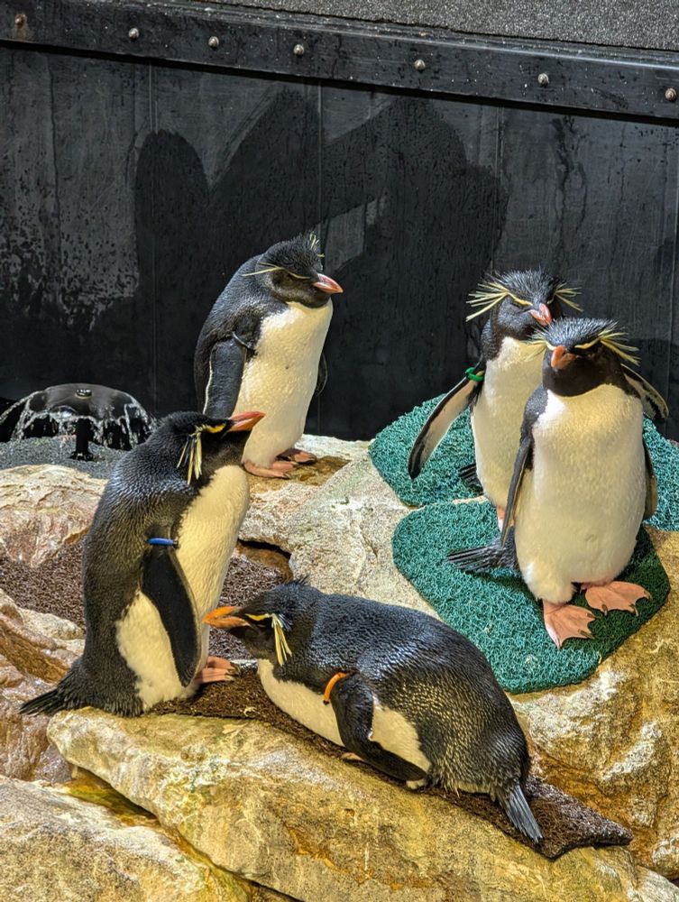 5 rock hopper penguins chilling on a rock at the New England Aquarium 