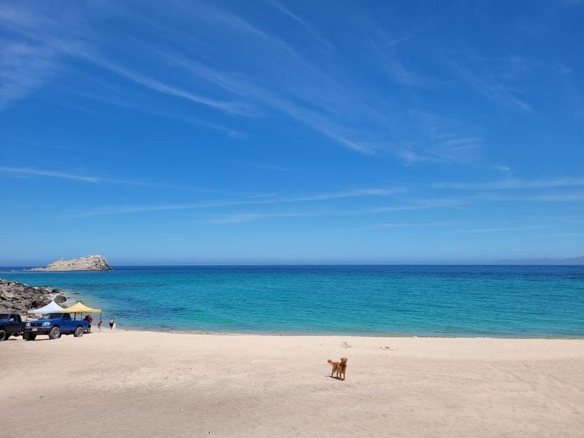 Dewey the golden retriever off in the sandy distance with beautiful sea of cortez