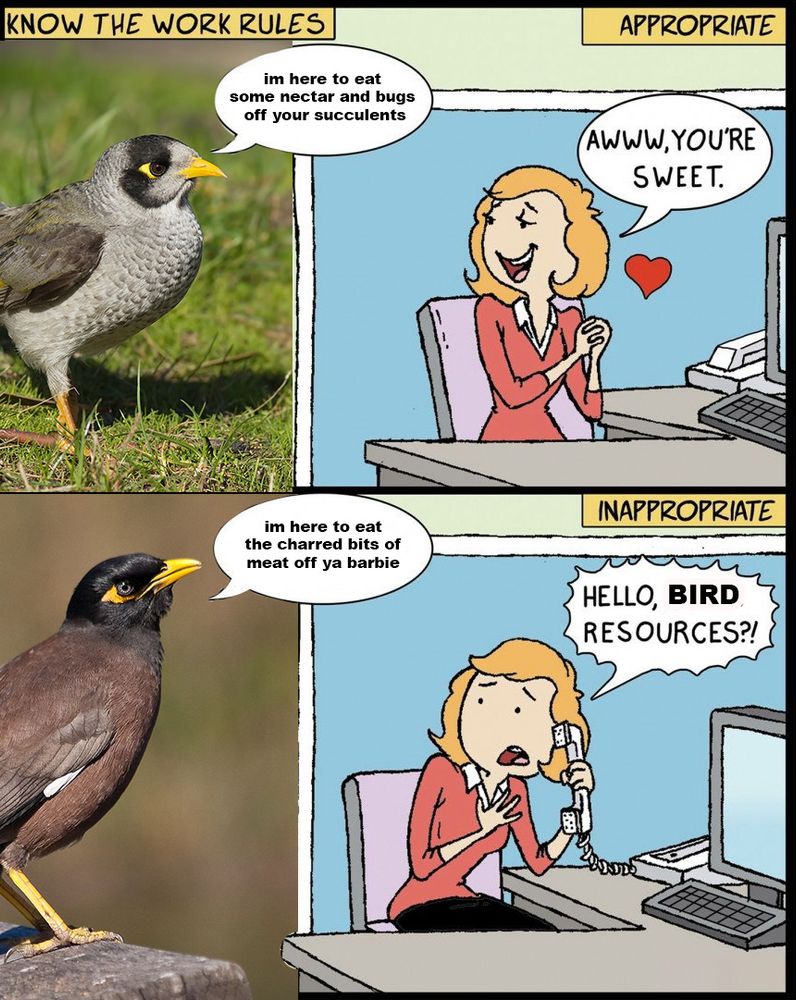 know the work rules meme. the first panel has a noisy miner (endemic species) saying "im here to eat some nectar and bugs off your succulents" and the woman replies "aww you're so sweet"; the second panel has a common myna (invasive species) saying "im here to eat the charred bits of meat off ya barbie" and the woman replies "hello, bird resources?!"