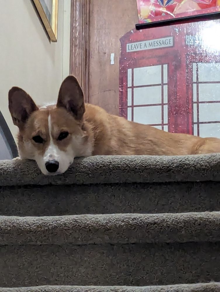 Unamused corgi does not wish to go walkies in the rain 