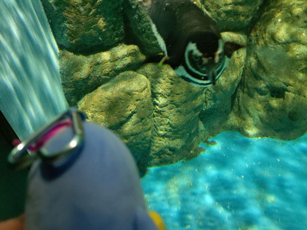 タキシードサムとマゼランペンギン