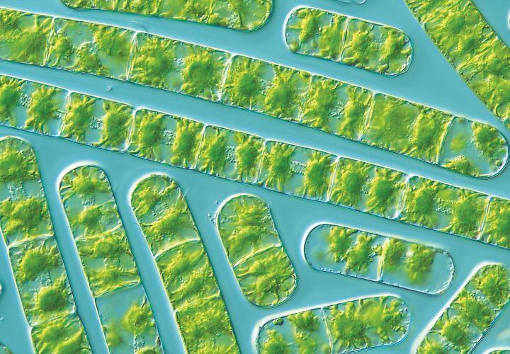 Die Sternalge „Zygnema circumcarinatum“ zeigt ähnliche Stressreaktionen wie die untersuchten Moosproben (Lichtmikroskopische Aufnahme)

Foto: Tatyana Darienko