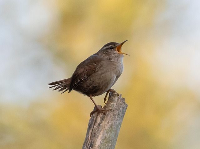 A tiny, grey-brown bird with wide open beak perching at the top of a stump of wood with blurred yellow/green (likely) tree foliage in the background. The bird looks like it is singing at the top of its voice. Image of wren thanks to Kev (TheOtherKev) who made this image freely available via Pixabay