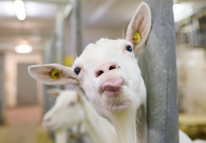 Ziegen im Stall. Die Ziege im Vordergrund streckt die Zunge heraus Richtung Kamera. Foto: Marco Bühl