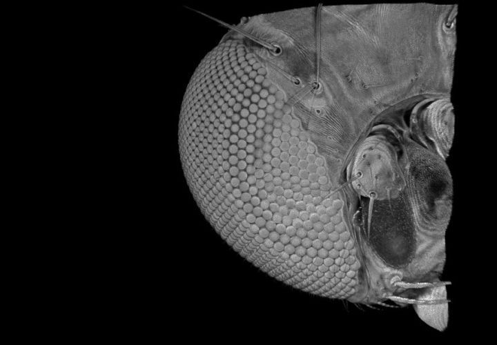 Frontalansicht eines Kopfes der Taufliege „Drosophila melanogaster“. An der Augenentwicklung ist das Gen „orthodenticle" (otd) beteiligt, das aufgrund unterschiedlicher Regulation bei verschiedenen Arten zu anderem Sehvermögen führen kann.

Foto: Nico Posnien