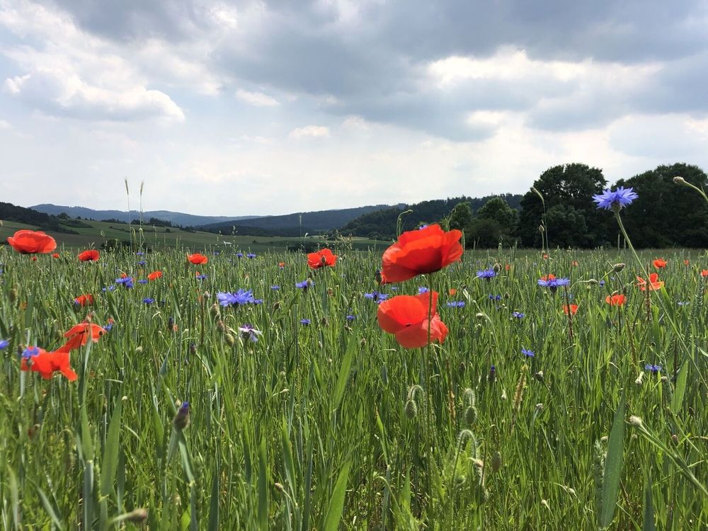 Organic farmland full of red poppies and blue cornflowers in tall grass. The field stretches almost to the horizon with rolling hills in the background and dark green trees. Photo thanks to researcher Kathrin Czechofsky