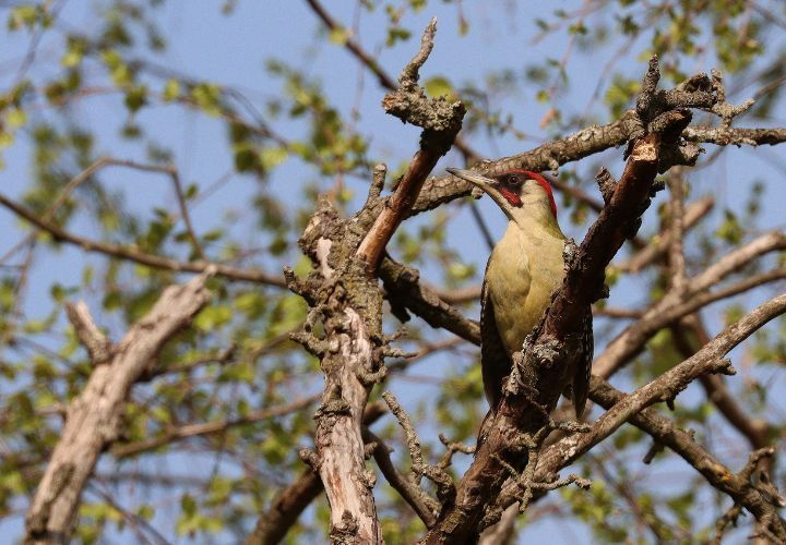 Ein Grünspecht (Picus viridis) sitzt in einem Baum. Der Grünspecht ist vormittags ab Mitte März bis in den April besonders häufig im Wald zu hören. (Foto: David Singer)