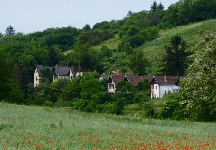 Ortsrand von Botfa, einem Dorf in einer waldreichen Landschaft nahe der Stadt Zalaegerszeg in Ungarn. Dargestellt sind acht Häuser in einer Reihe, die von Bäumen umgeben sind. Hinter den Häusern erhebt sich ein Hang mit Bäumen, vor den Häusern liegt eine Wiese mit vielen roten Mohnblüten. (Copyright: Tamas Lakatos)