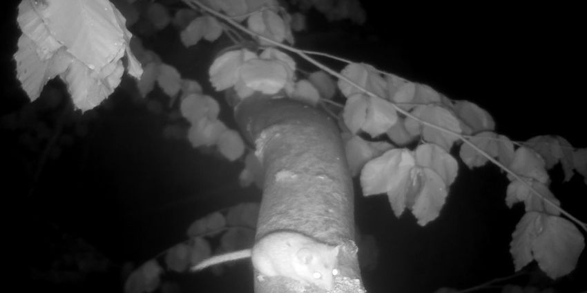 Eine Haselmaus auf dem Kronendach einer Rotbuche in der Nacht. Die Kamera wurde durch Bewegung und Wärme aktiviert, als die Haselmaus in ihr Sichtfeld kam. (Copyright: Pedro Mittelman, @pmittelman.bsky.social‬)
