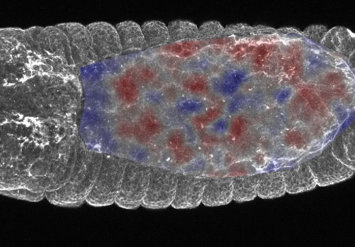 Mikroskopische Aufnahme vom Modelorganismus der Studie: Embryo der Fruchtfliege (Drosophila) in der Rückenansicht. In den rot eingefärbten Bereichen synchronisieren die Zellen ihre mechanische Zugkraft. (Copyright: A. R. Choudhury, M. Häring)
