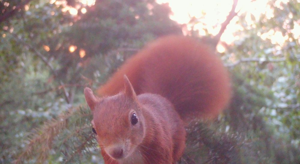 A red squirrel with orange/brown fur, very fluffy tail and black, beady eyes poised in its habitat high in the treetop of a Douglas fir - with green-brown pine foliage behind and a bright and sunny sky behind the little animal. Image taken by researcher Pedro Mittelman