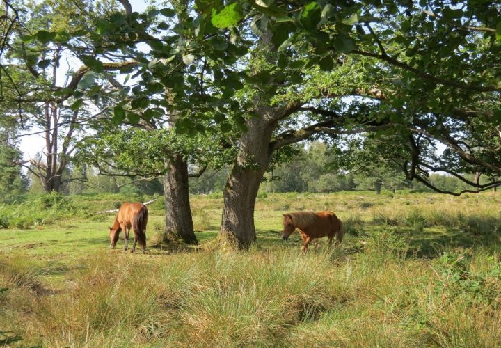 Zwei braune Islandpferde grasen neben Bäumen auf einer Waldweide. (Copyright: Marcus Schmidt)