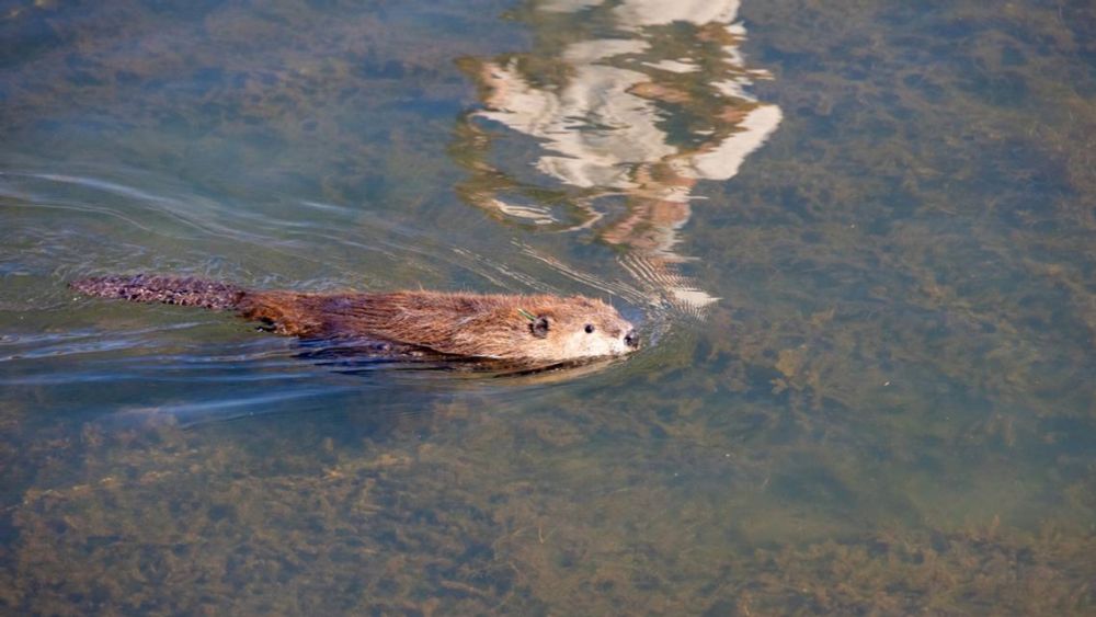 Beaver restoration helps bring back habitats across California — H2O IQ