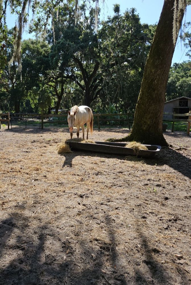 A strawberry Appaloosa with gorgeous blue eyes, standing over her hay trough, looking directly at the camera; waiting on me to come scratch her belly. (Which I promptly did. I know that look).