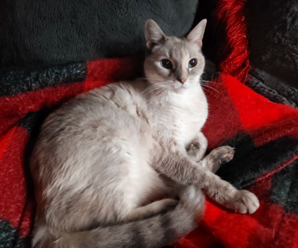 A beautiful grey and white cat having a lounge on a folded red and black plaid blanket atop a grey sofa.