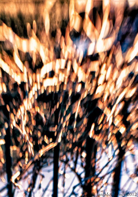 A Lensbaby capture of the remains of the Virginia Creeper on the black iron fence along my front walk, taken in winter. The Creeper looks like golden, white and black flames reaching up from the black metal fence.