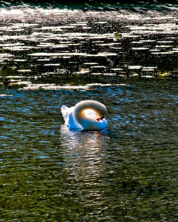 A swan is about to tuck its head under a wing, but the late afternoon sunlight catches the feathers on its back creating a glow inside its curved neck. The water is grey-green with turquoise highlights.