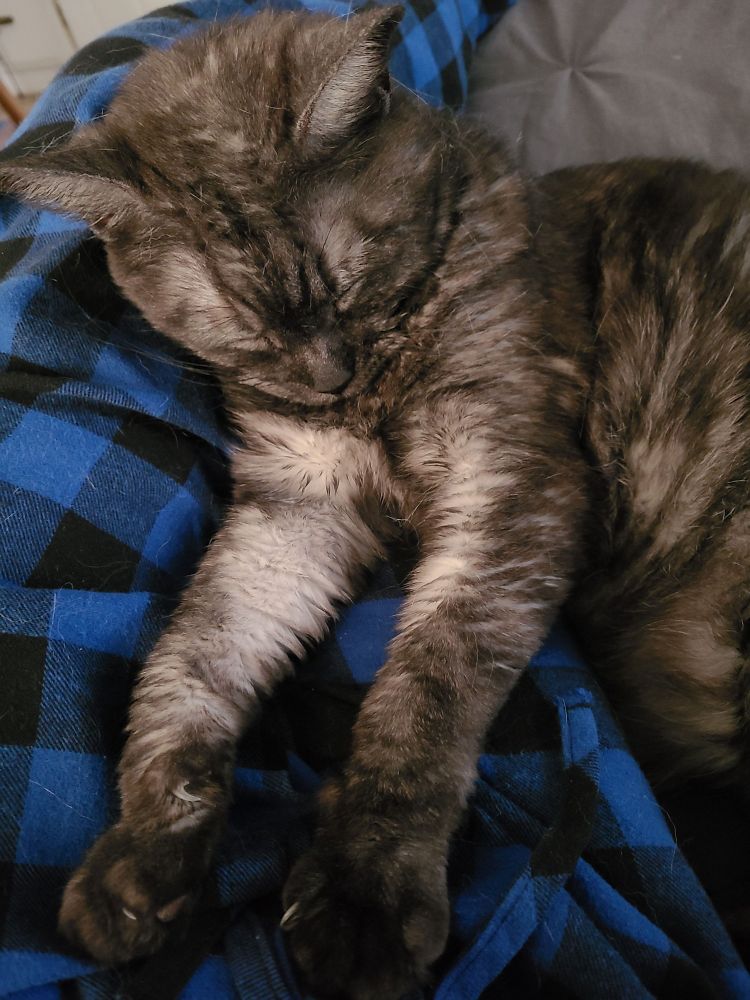 Dark grey cat asleep on my leg with her front legs outstretched. 