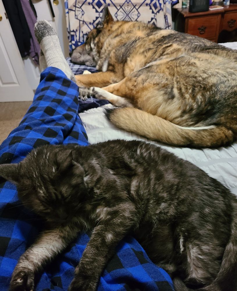 Black and grey cat on my lap with a tan and brown dog at my feet. 