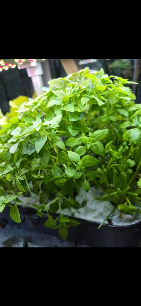 Bonsai basil in hydroponic garden
