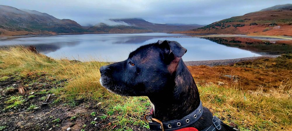 Staffordshire Bull Terrier Brynn enjoying the loch view