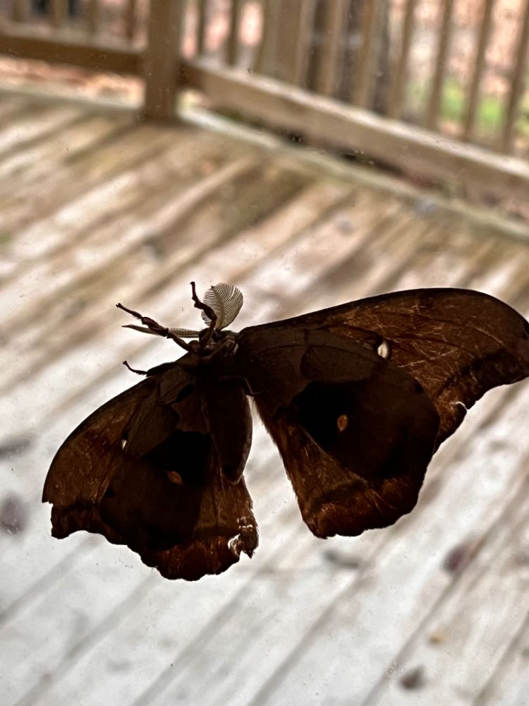 Photo of the underside of a huge brown moth on a window