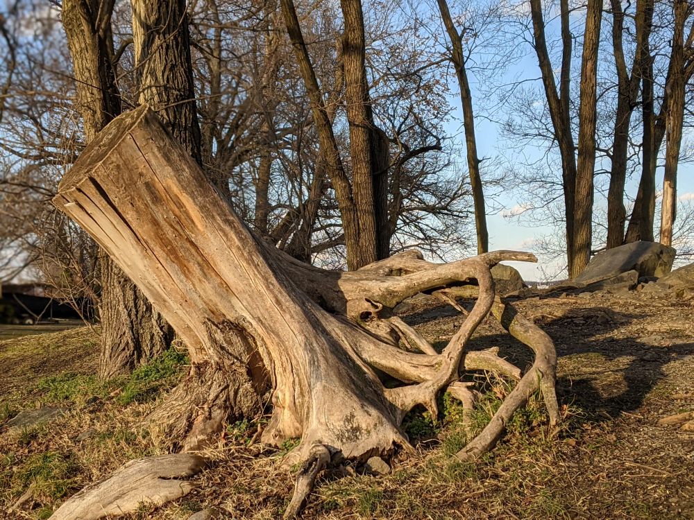 A picture of a tall tree trump, partially uprooted.